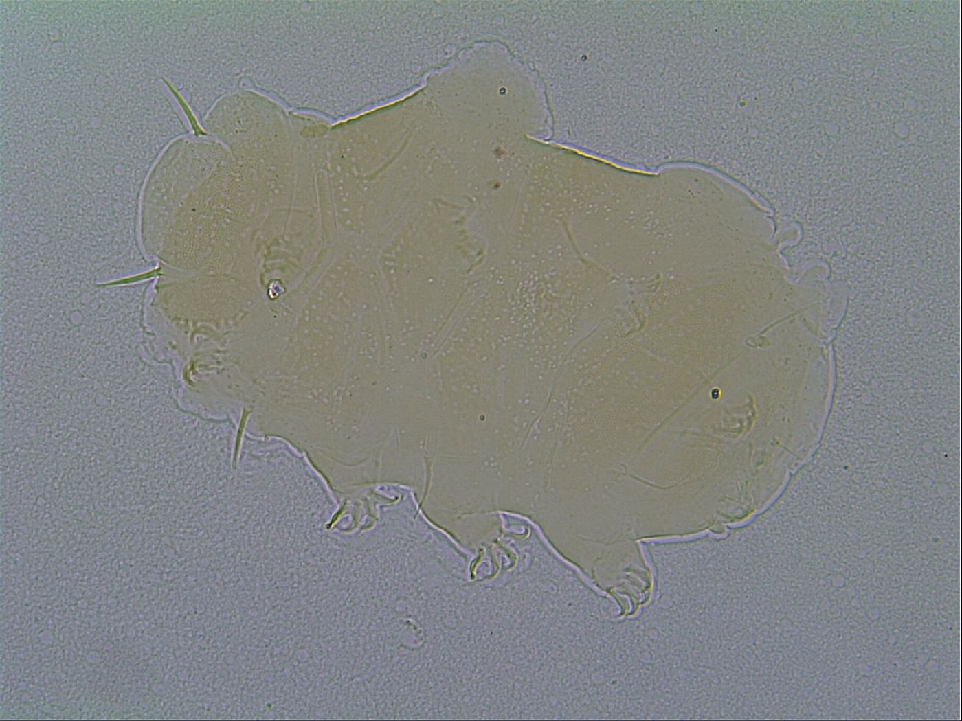 Echiniscus virginicus image