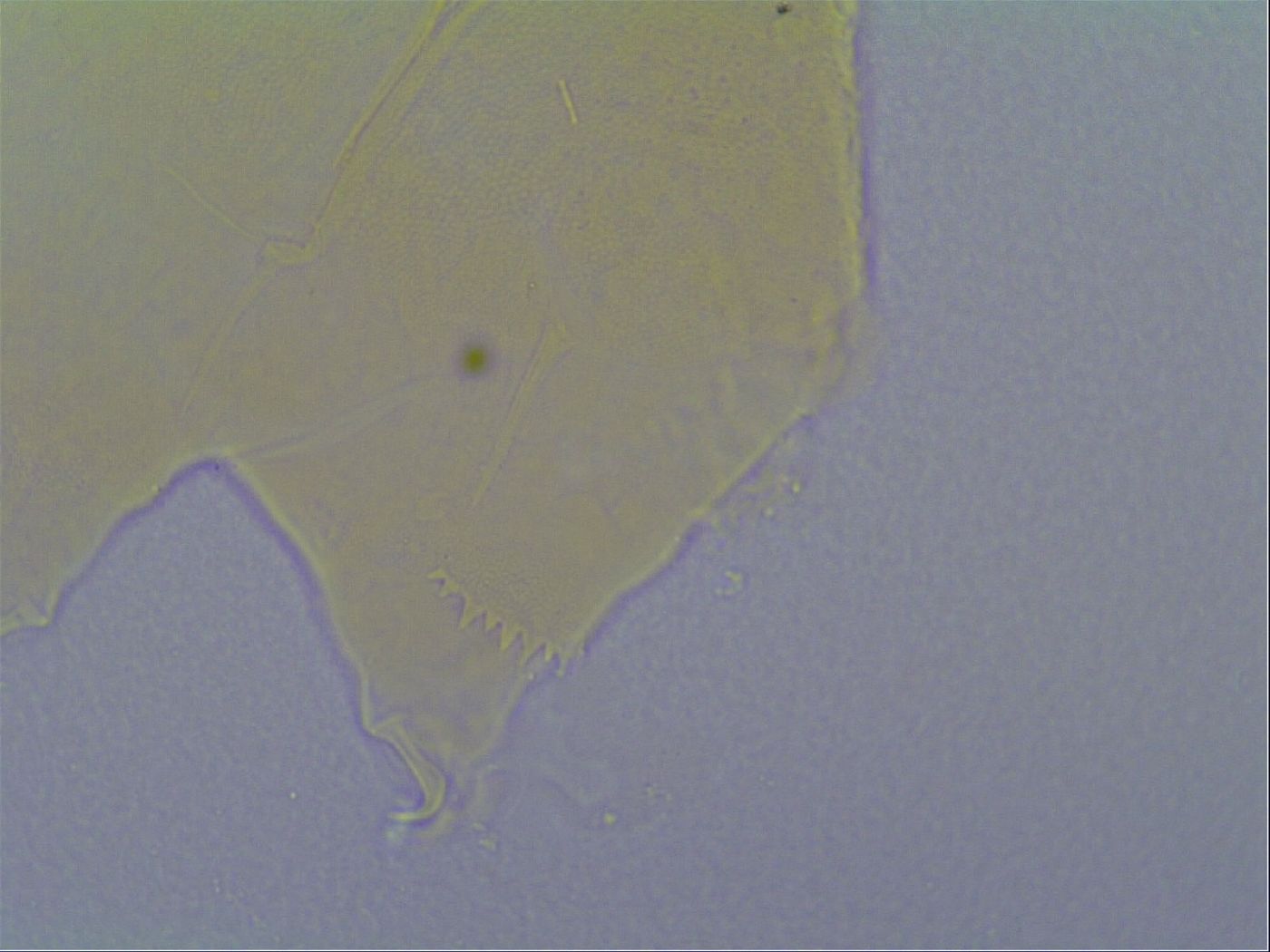 Echiniscus virginicus image