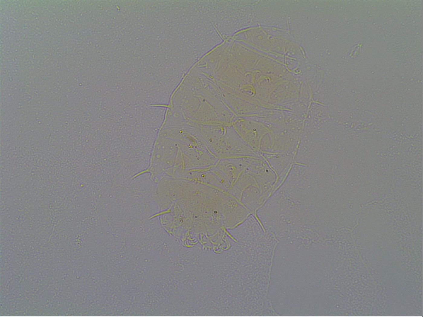 Echiniscus virginicus image