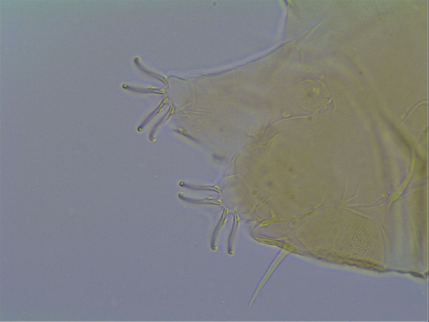 Echiniscus virginicus image