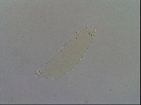 Milnesium tardigradum image