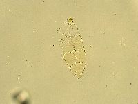 Milnesium tardigradum image