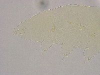 Milnesium tardigradum image