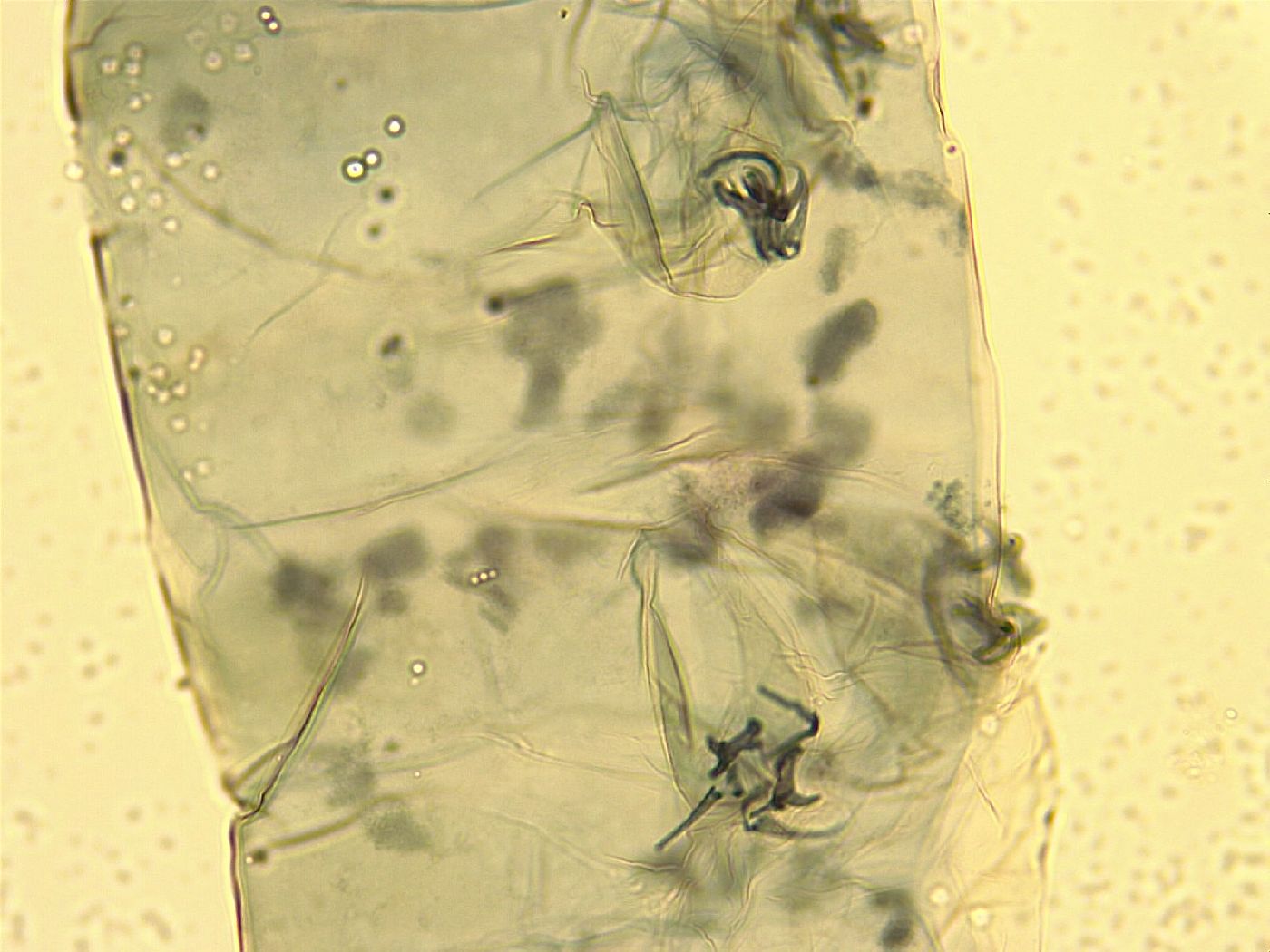 Milnesium tardigradum image