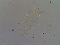 Milnesium tardigradum image