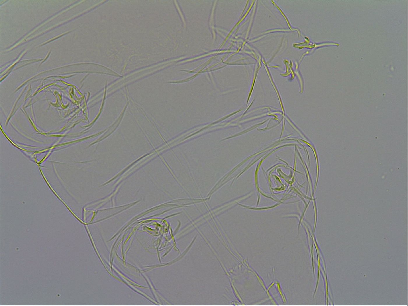 Milnesium tardigradum image