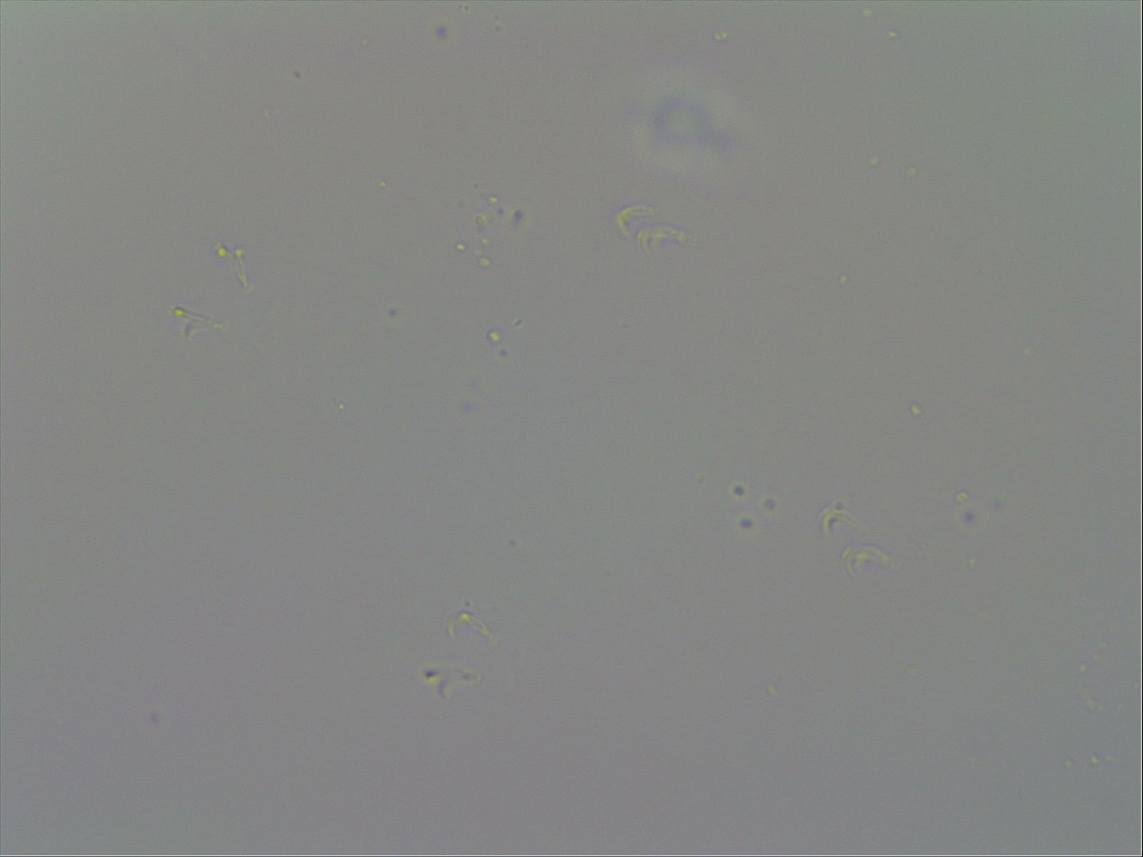 Minibiotus image