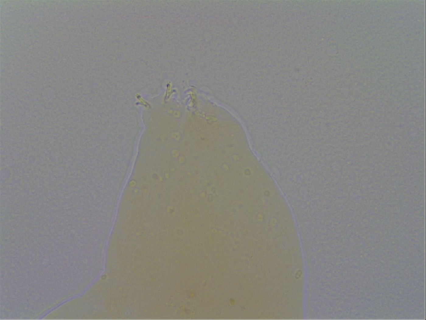 Minibiotus intermedius image