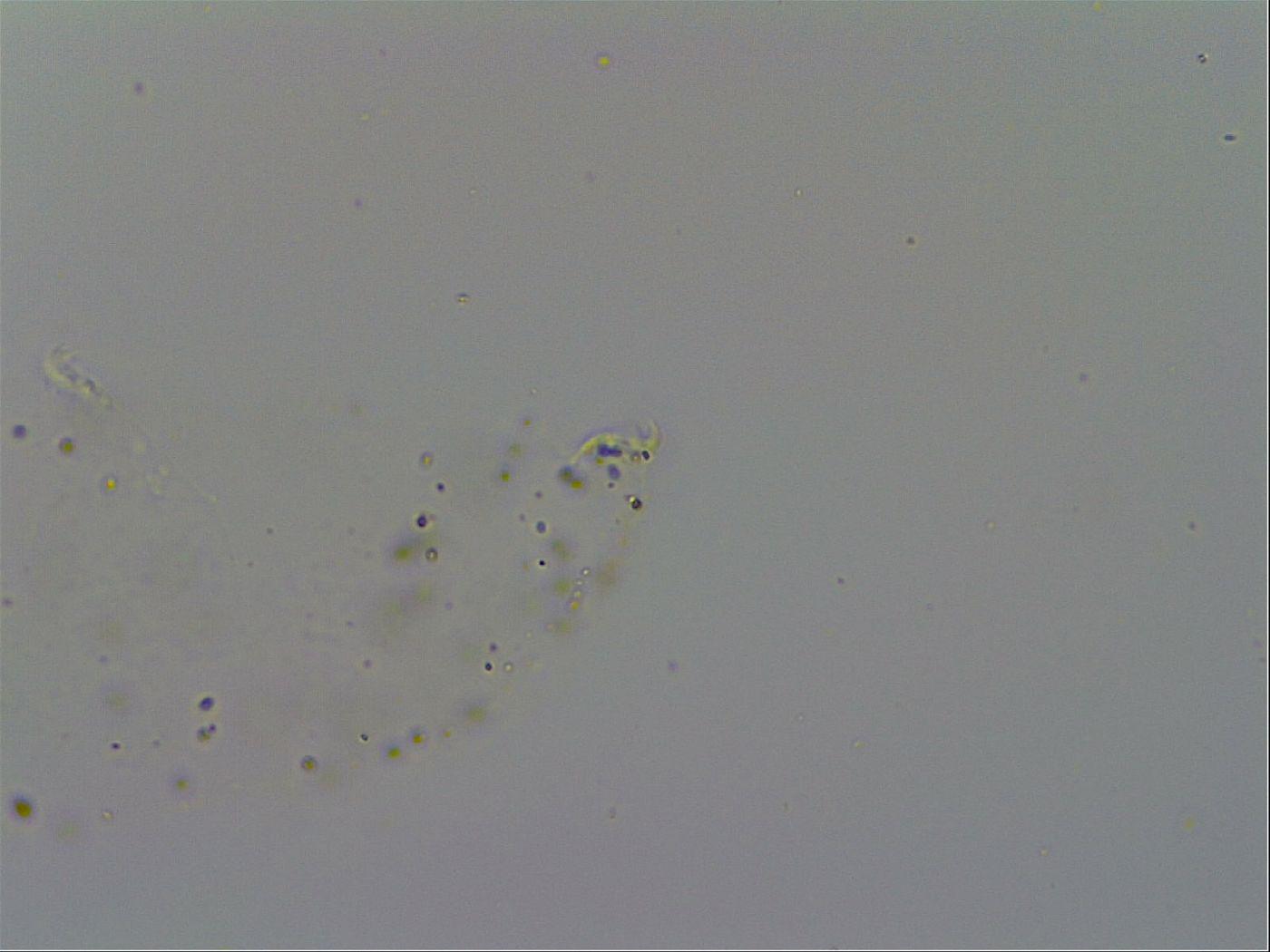 Minibiotus intermedius image