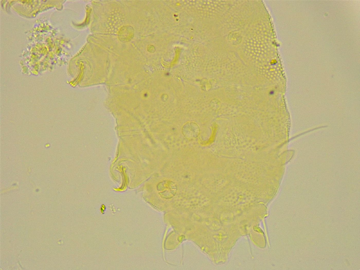 Pseudechiniscus image