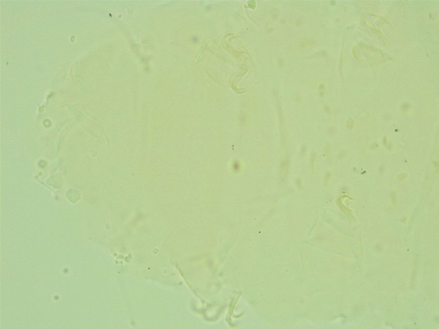 Antechiniscus image