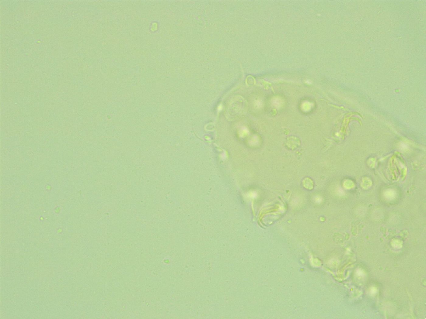 Pseudechiniscus novaezeelandiae image