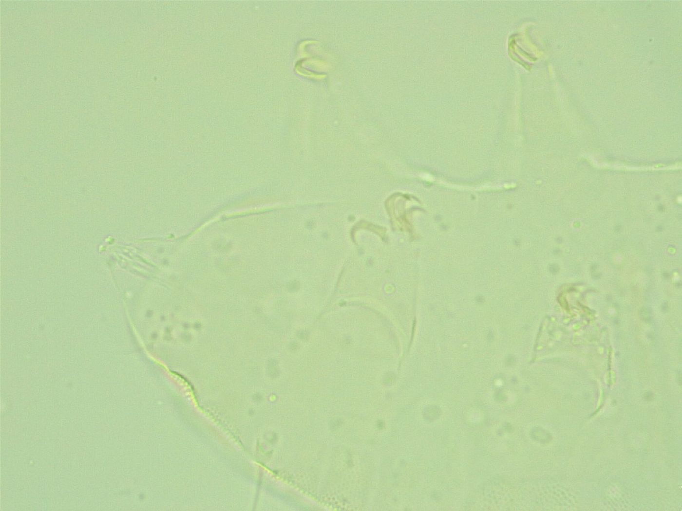 Pseudechiniscus suillus image