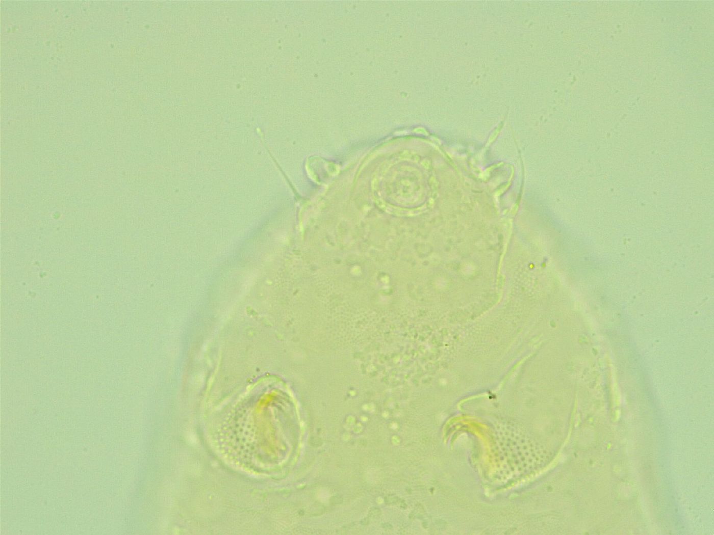 Pseudechiniscus novaezeelandiae image