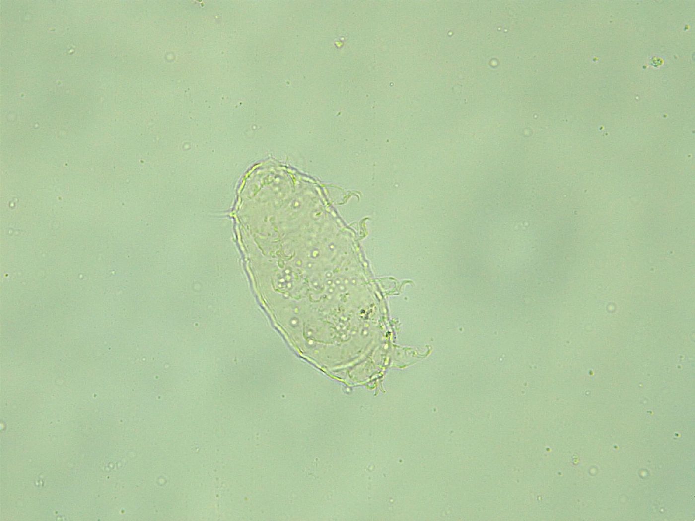 Pseudechiniscus novaezeelandiae image