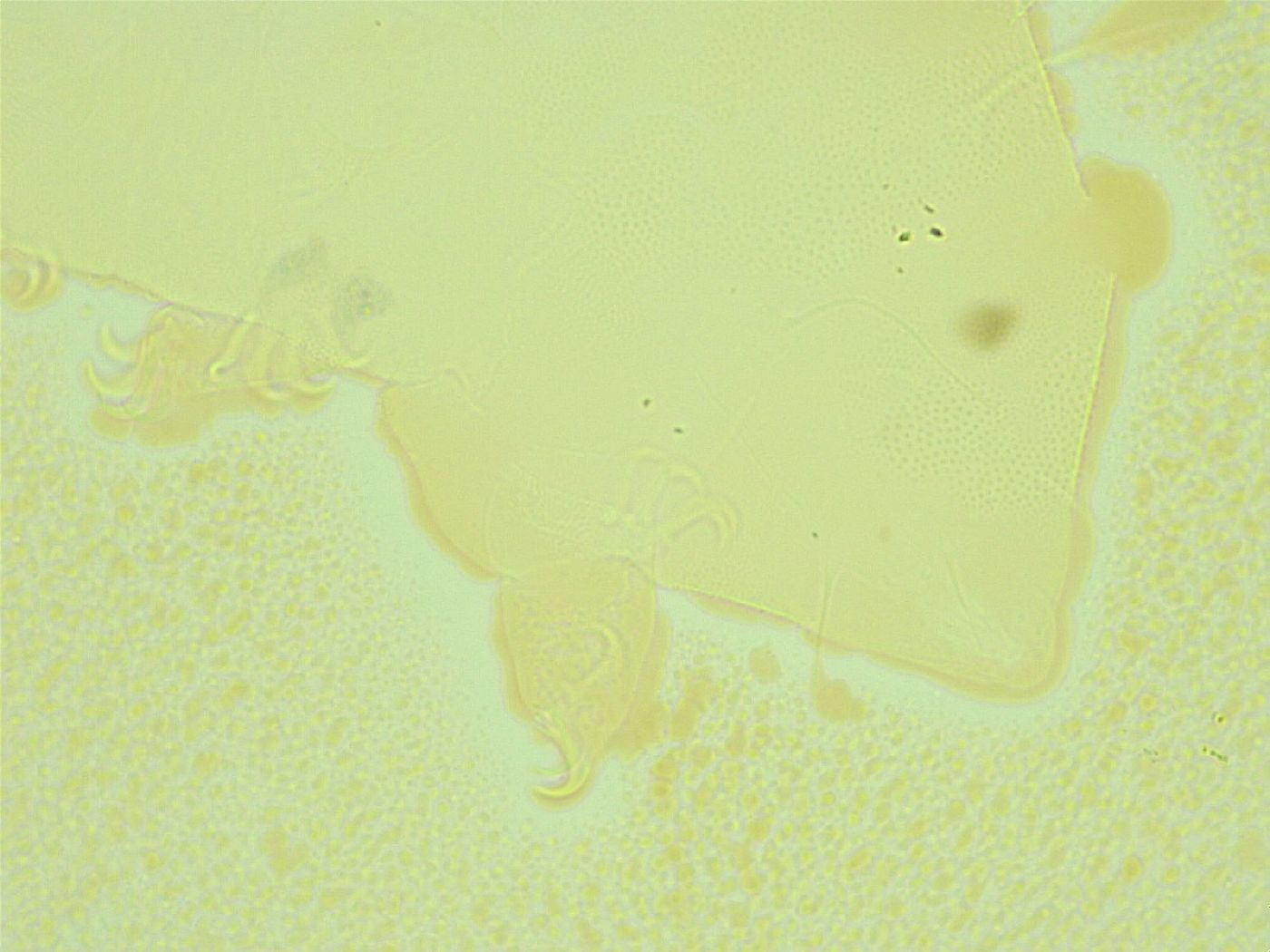Antechiniscus lateromamillatus image