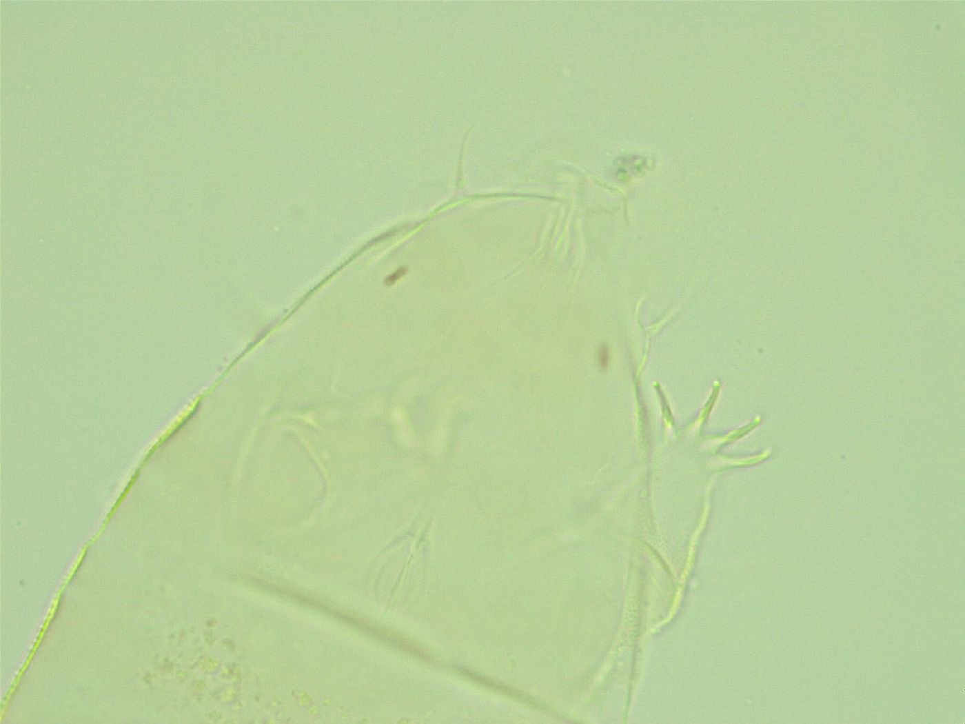 Pseudechiniscus image
