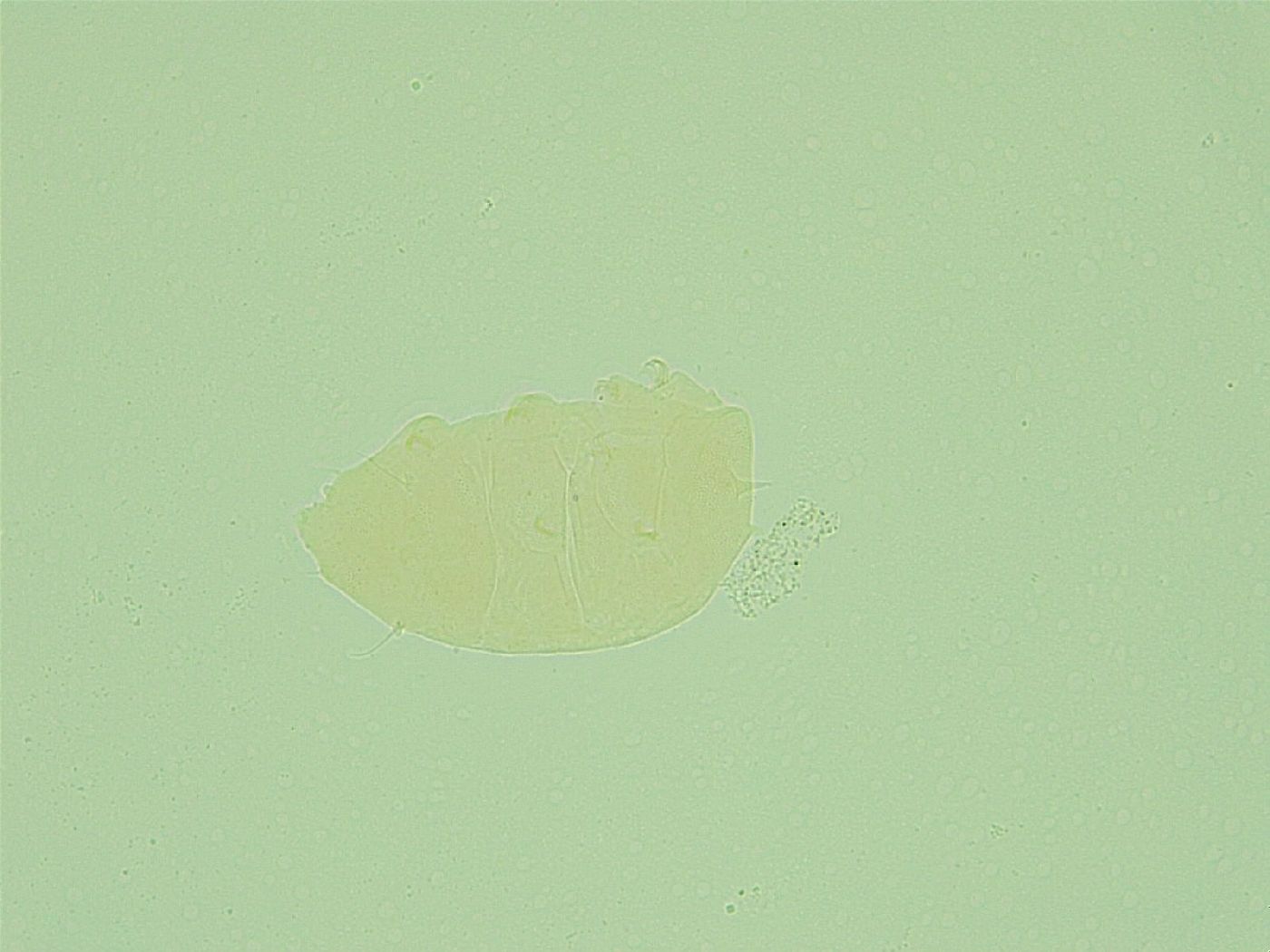 Pseudechiniscus novaezeelandiae image
