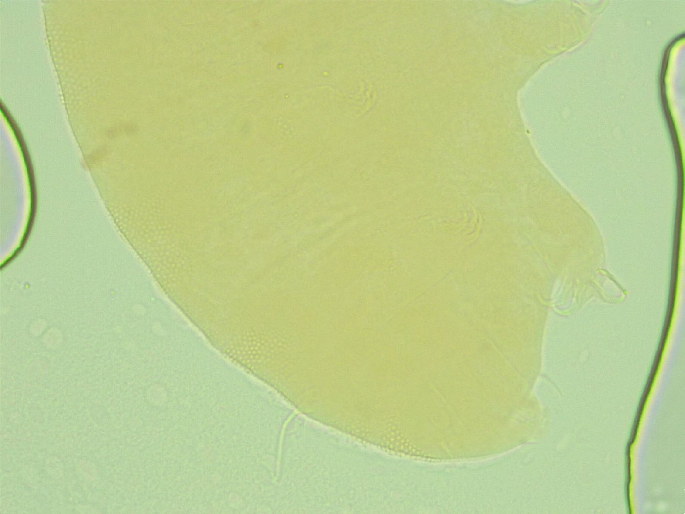Pseudechiniscus novaezeelandiae image