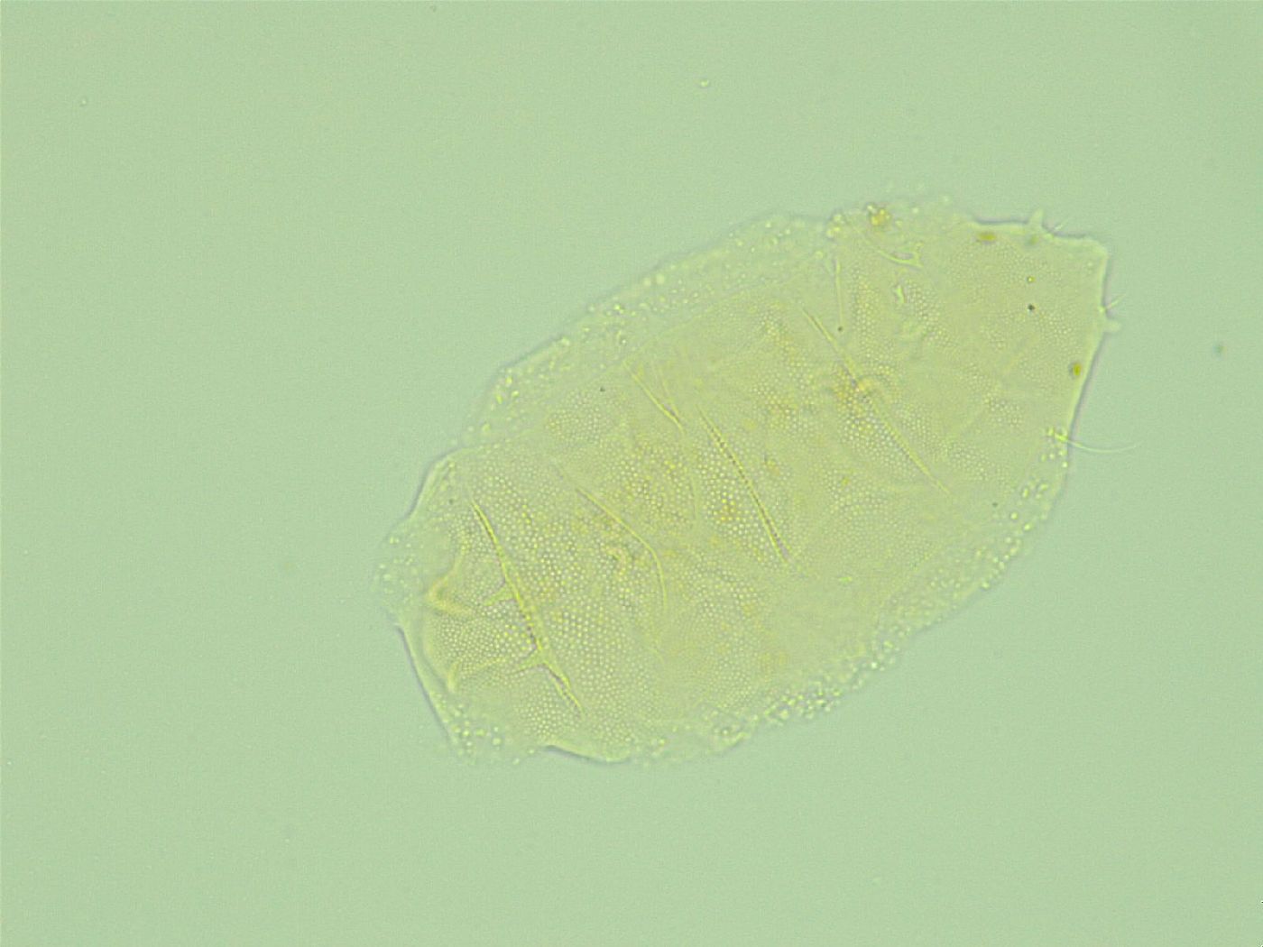 Pseudechiniscus novaezeelandiae image