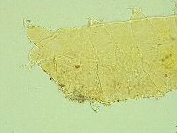 Cornechiniscus lobatus image