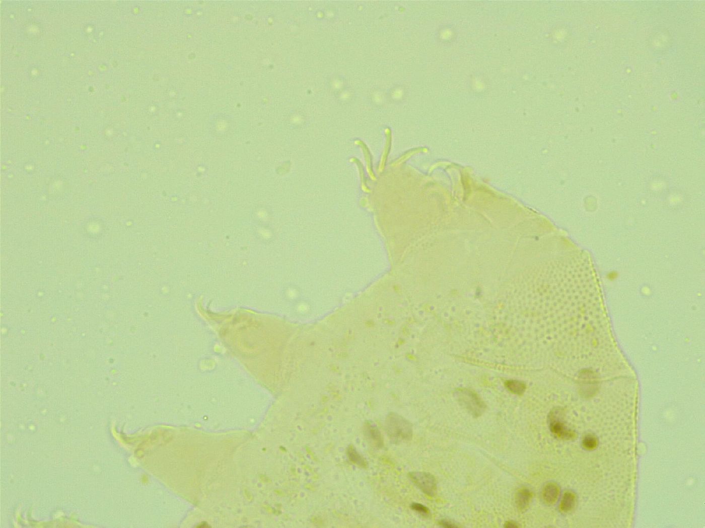 Pseudechiniscus juanitae image