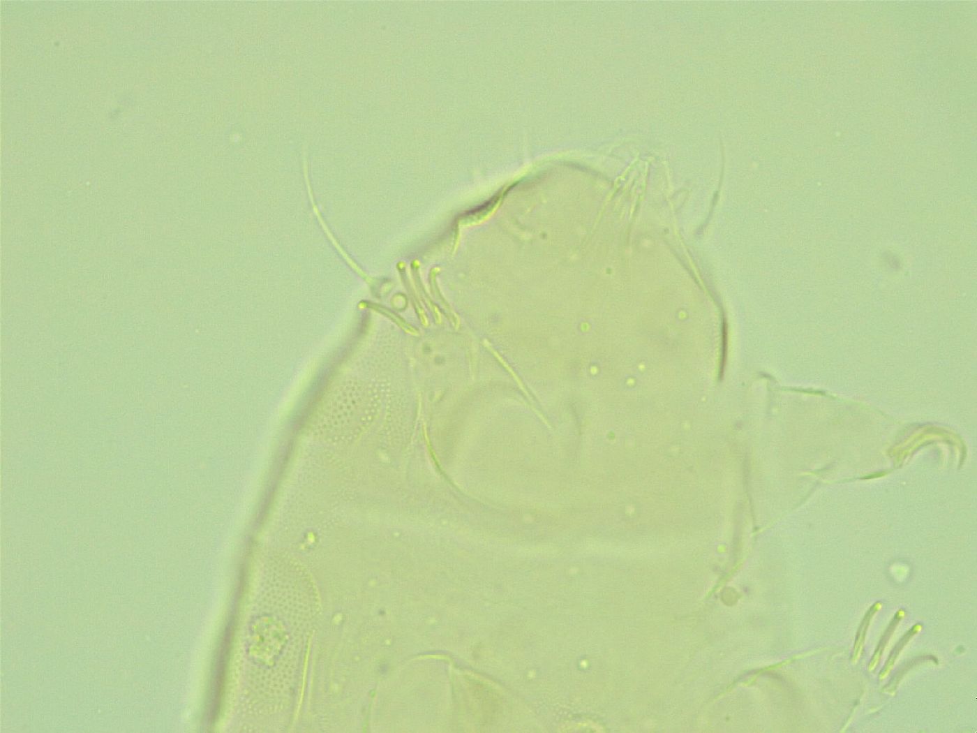 Pseudechiniscus juanitae image