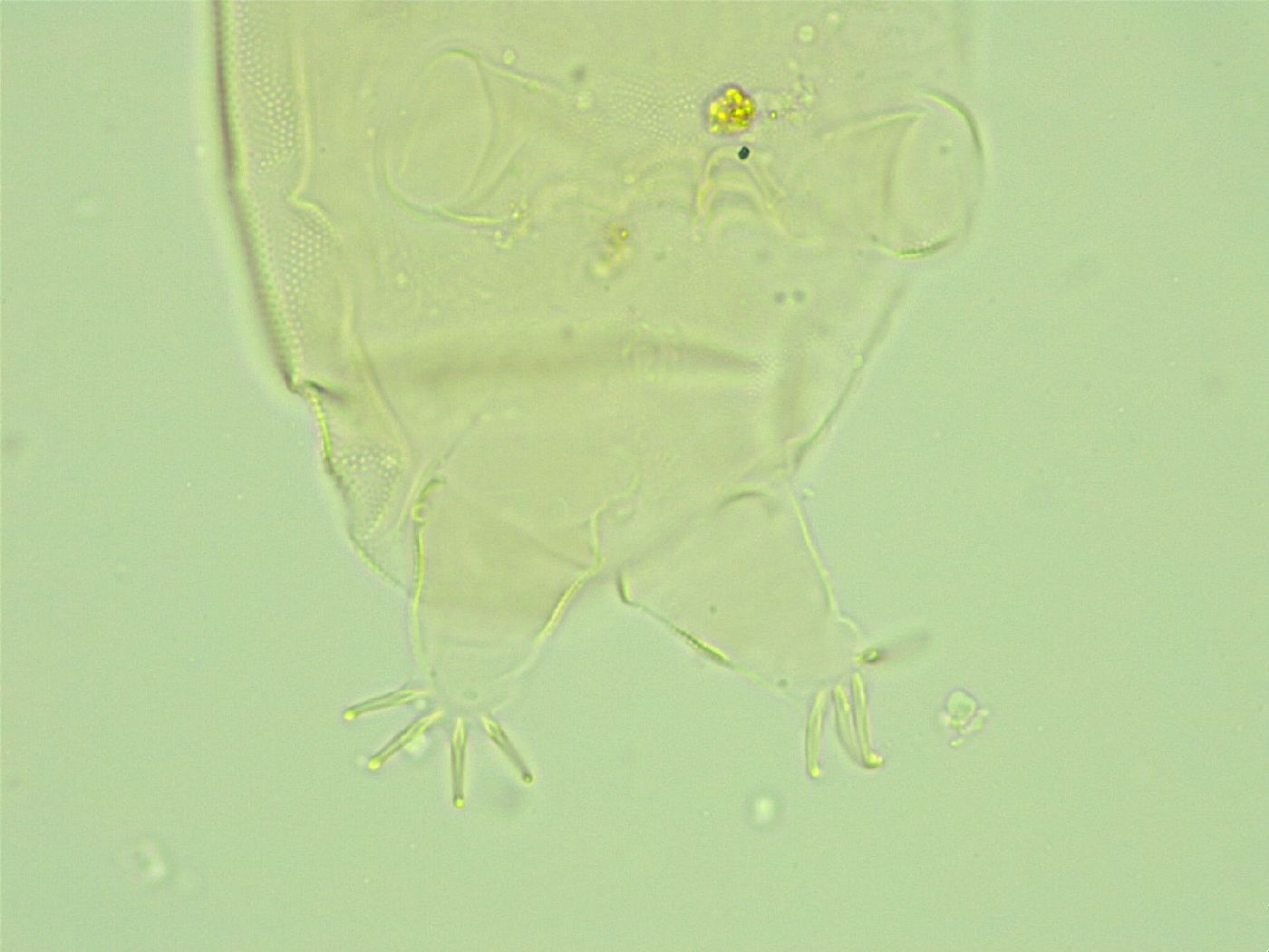 Pseudechiniscus juanitae image