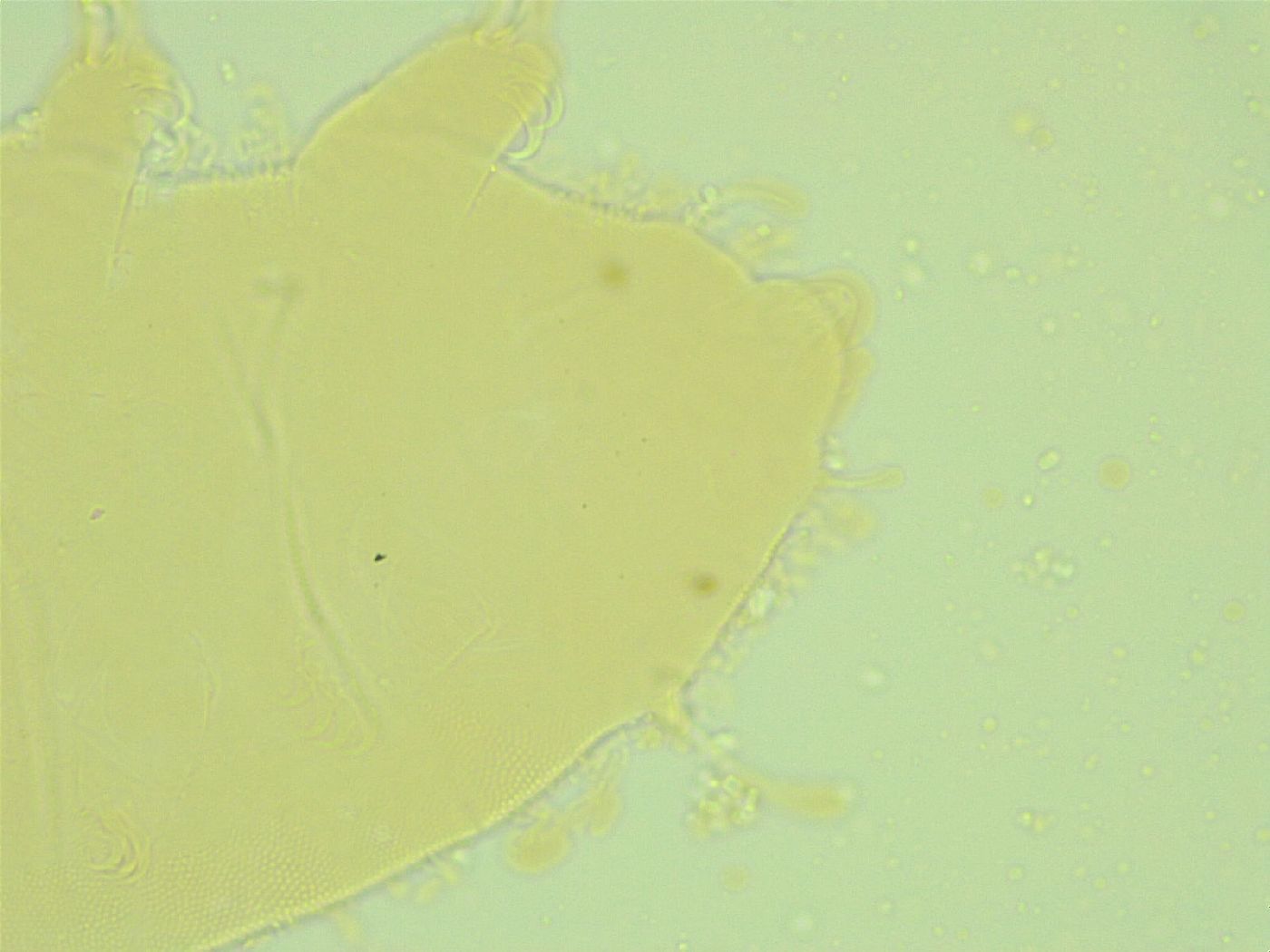 Pseudechiniscus juanitae image