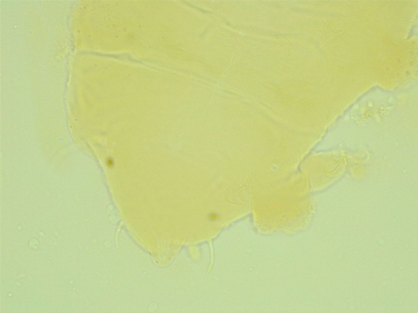 Pseudechiniscus juanitae image