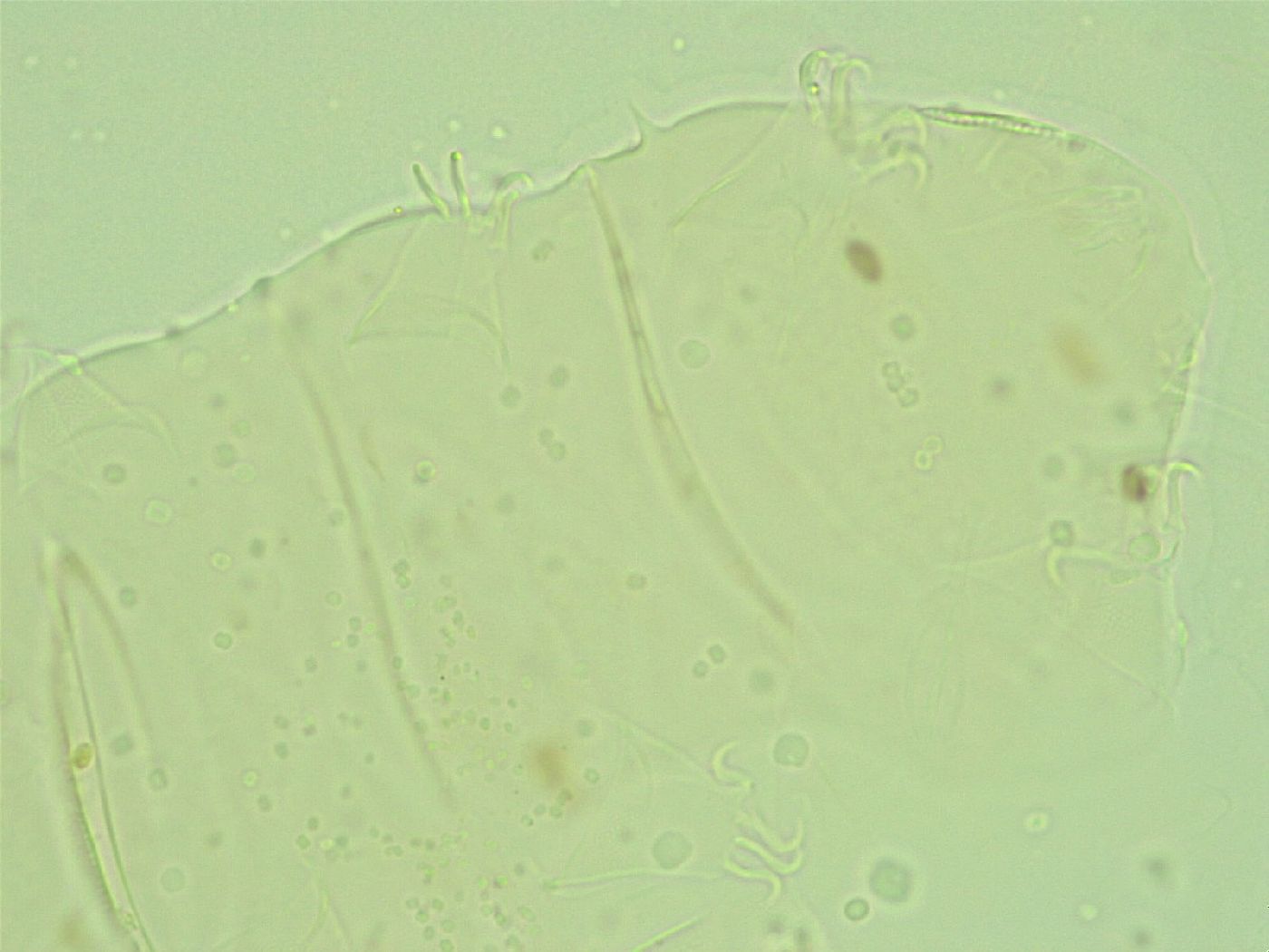 Antechiniscus conversus image