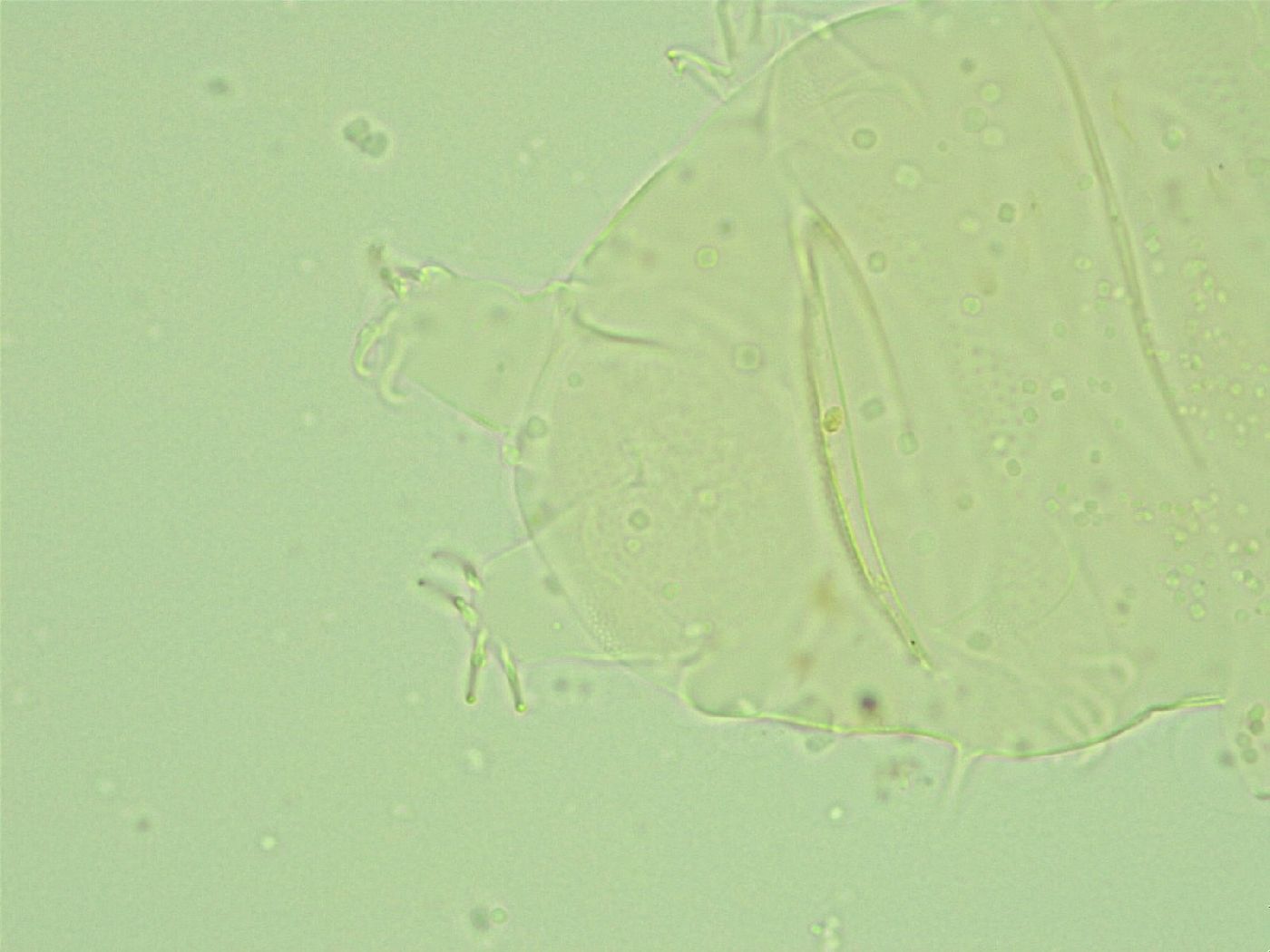 Antechiniscus conversus image