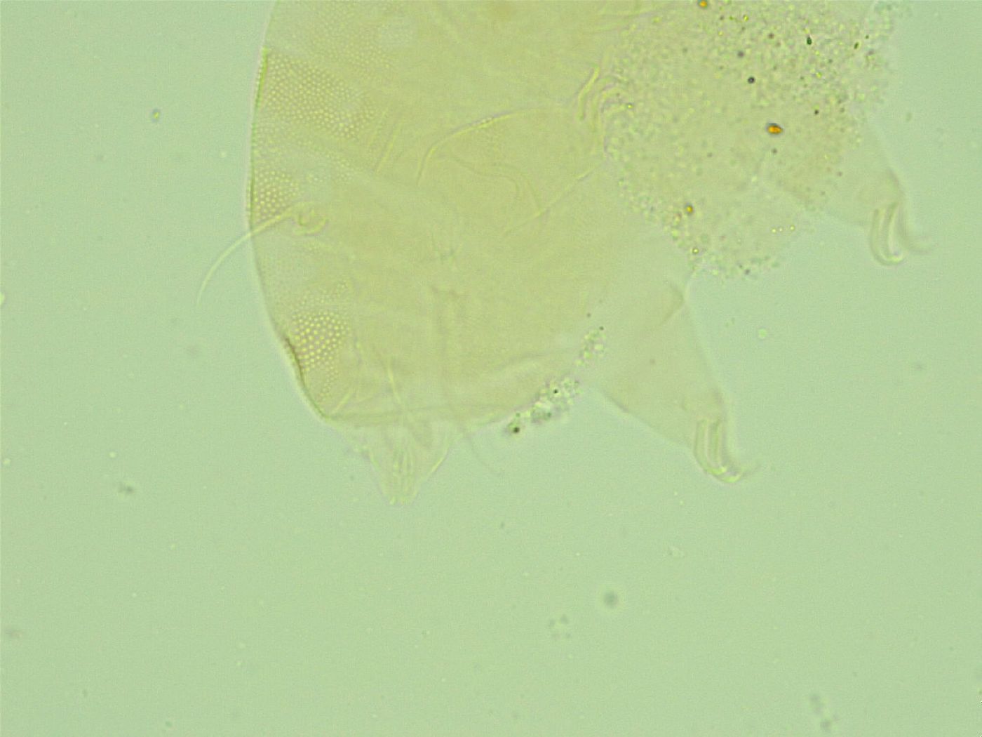 Pseudechiniscus juanitae image