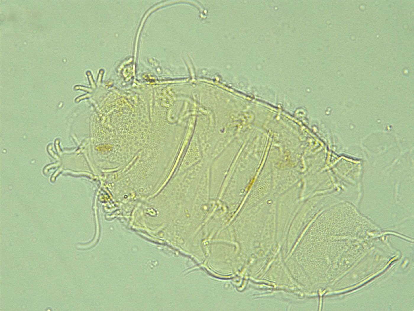 Antechiniscus perplexus image