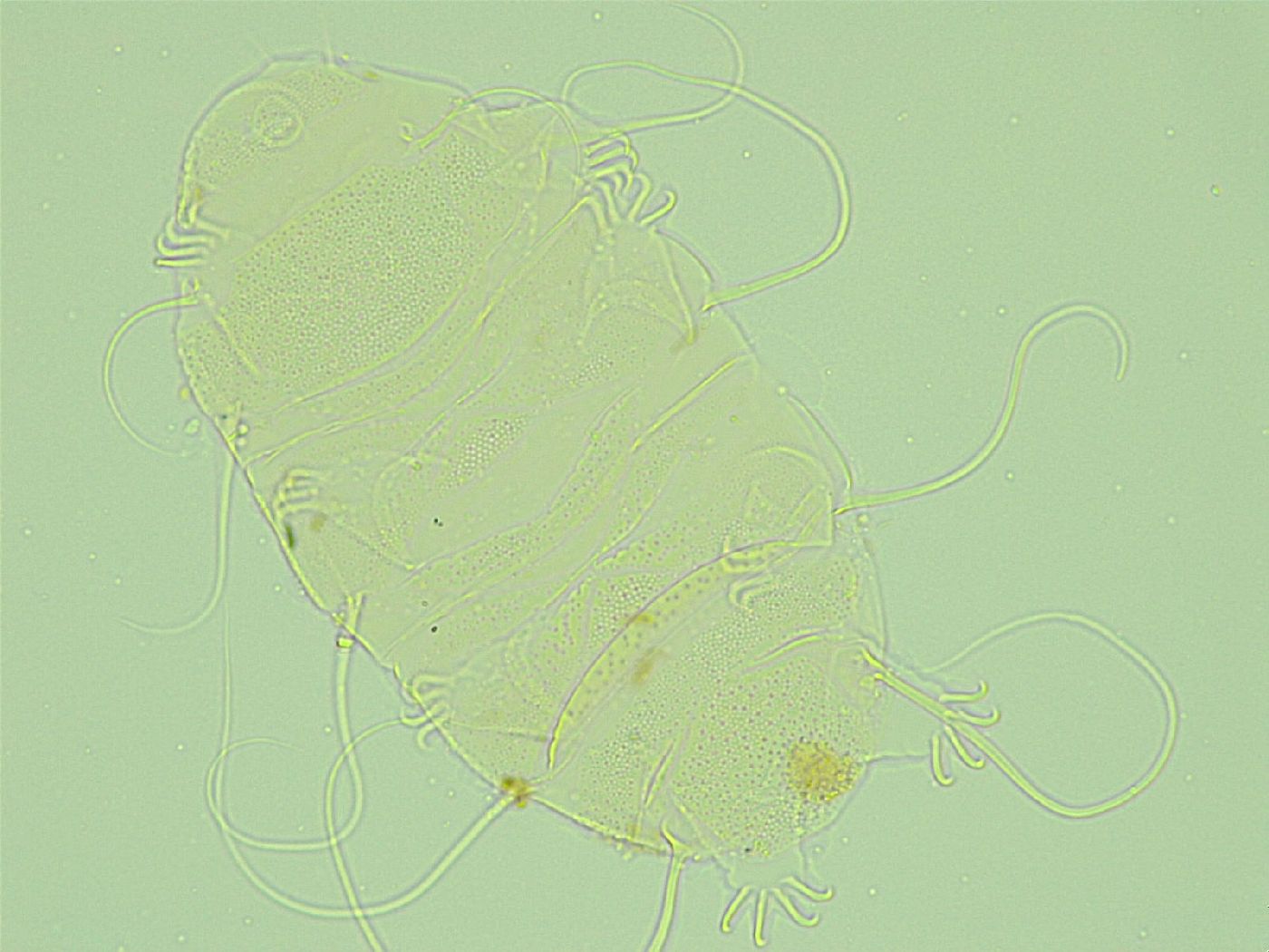 Antechiniscus perplexus image