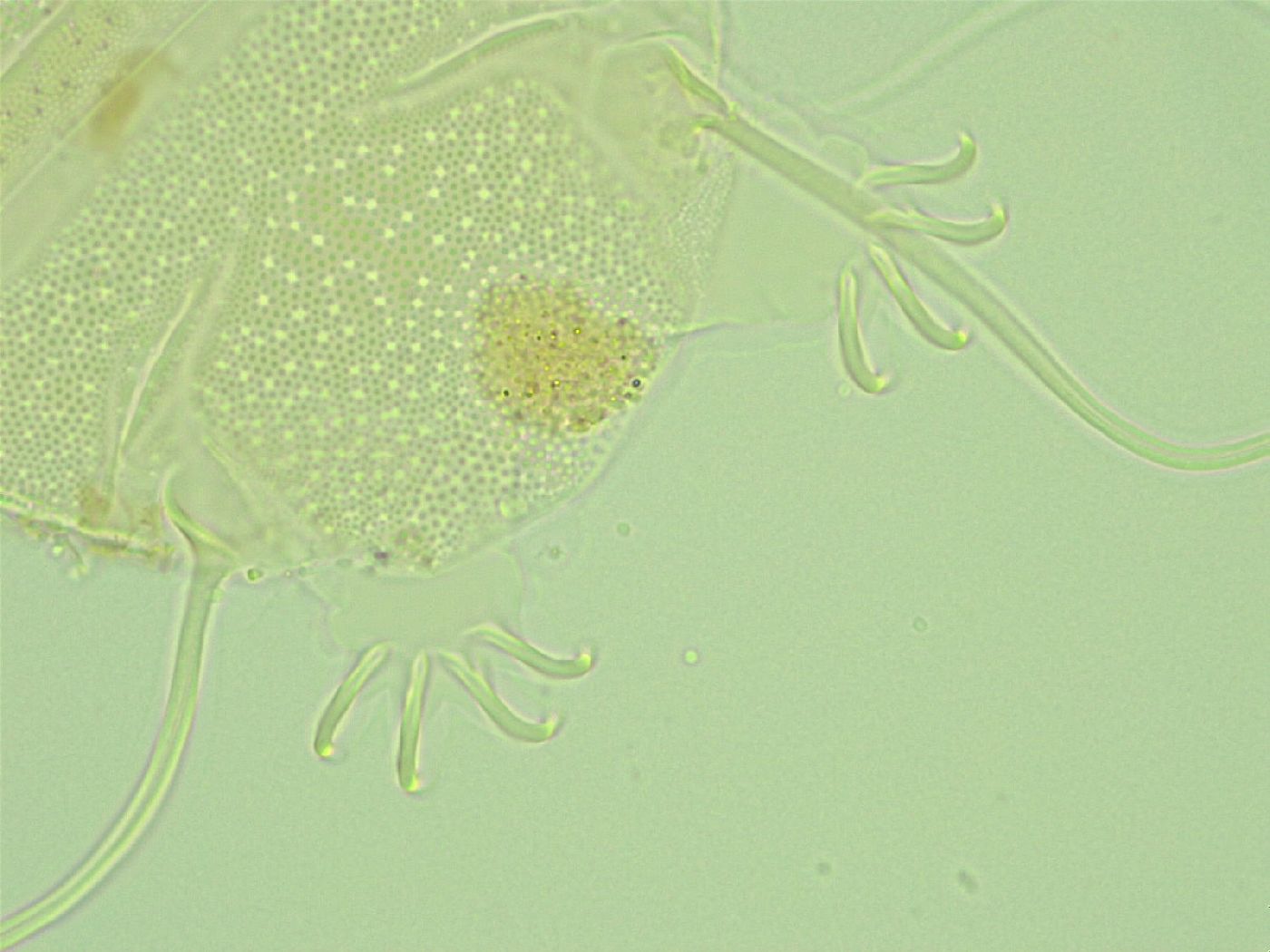 Antechiniscus perplexus image