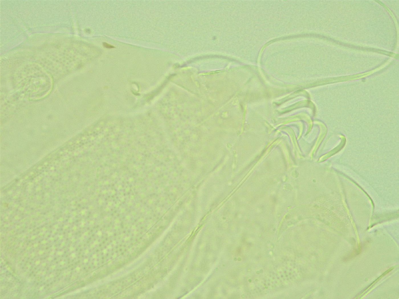 Antechiniscus perplexus image