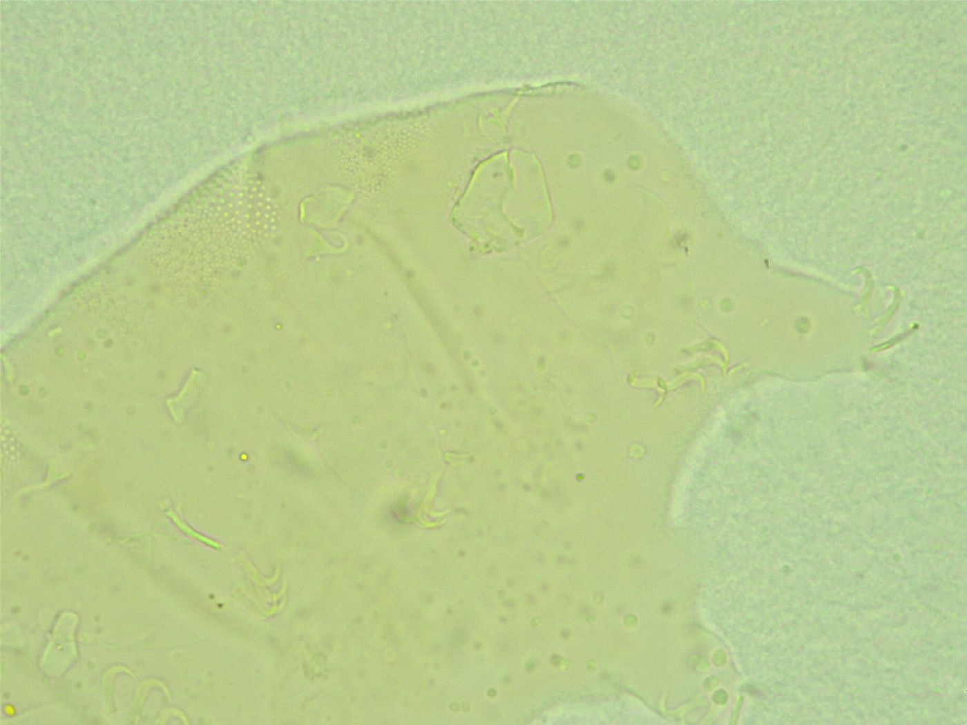 Antechiniscus perplexus image