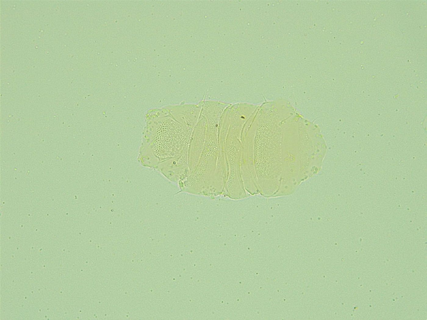 Antechiniscus perplexus image