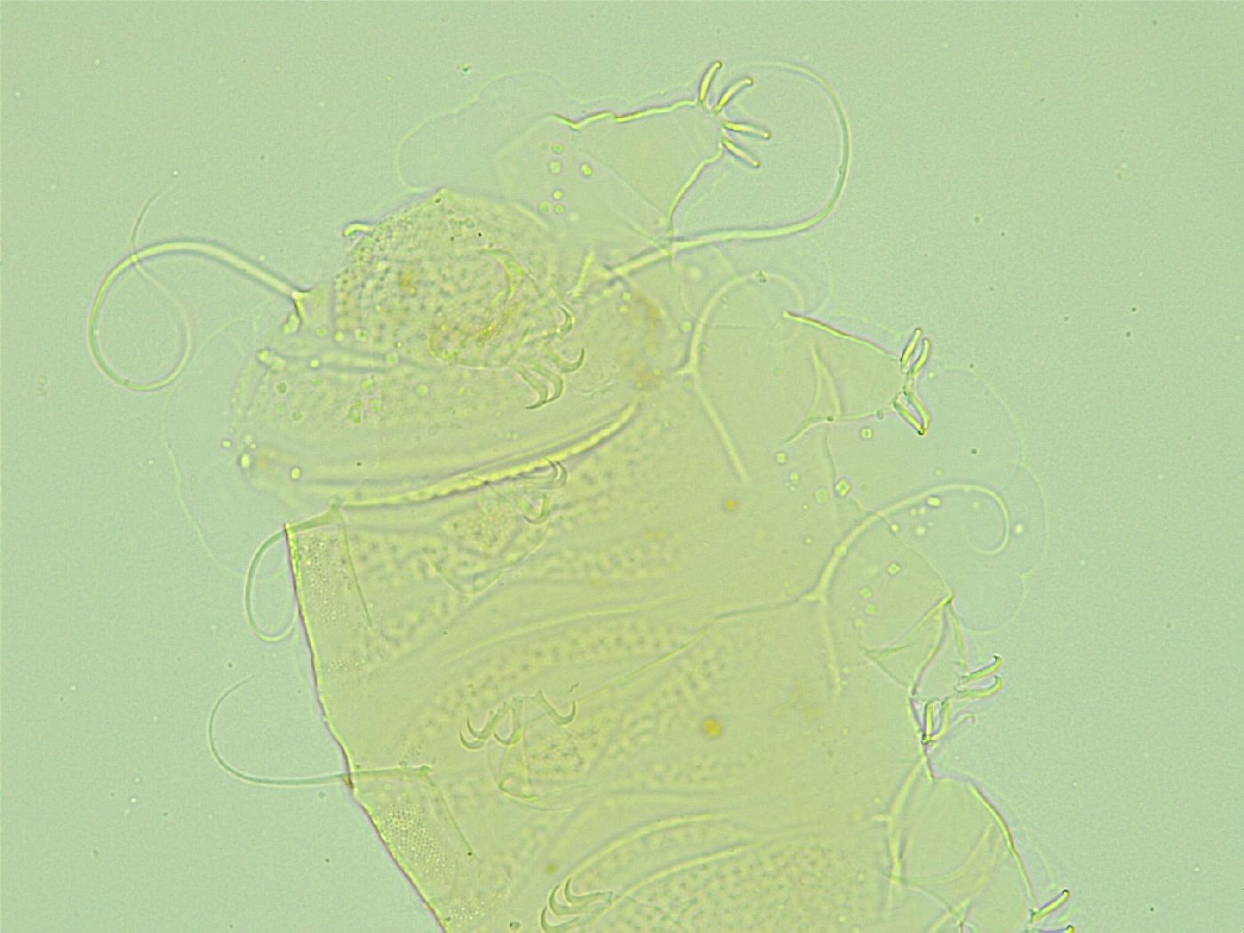 Antechiniscus perplexus image