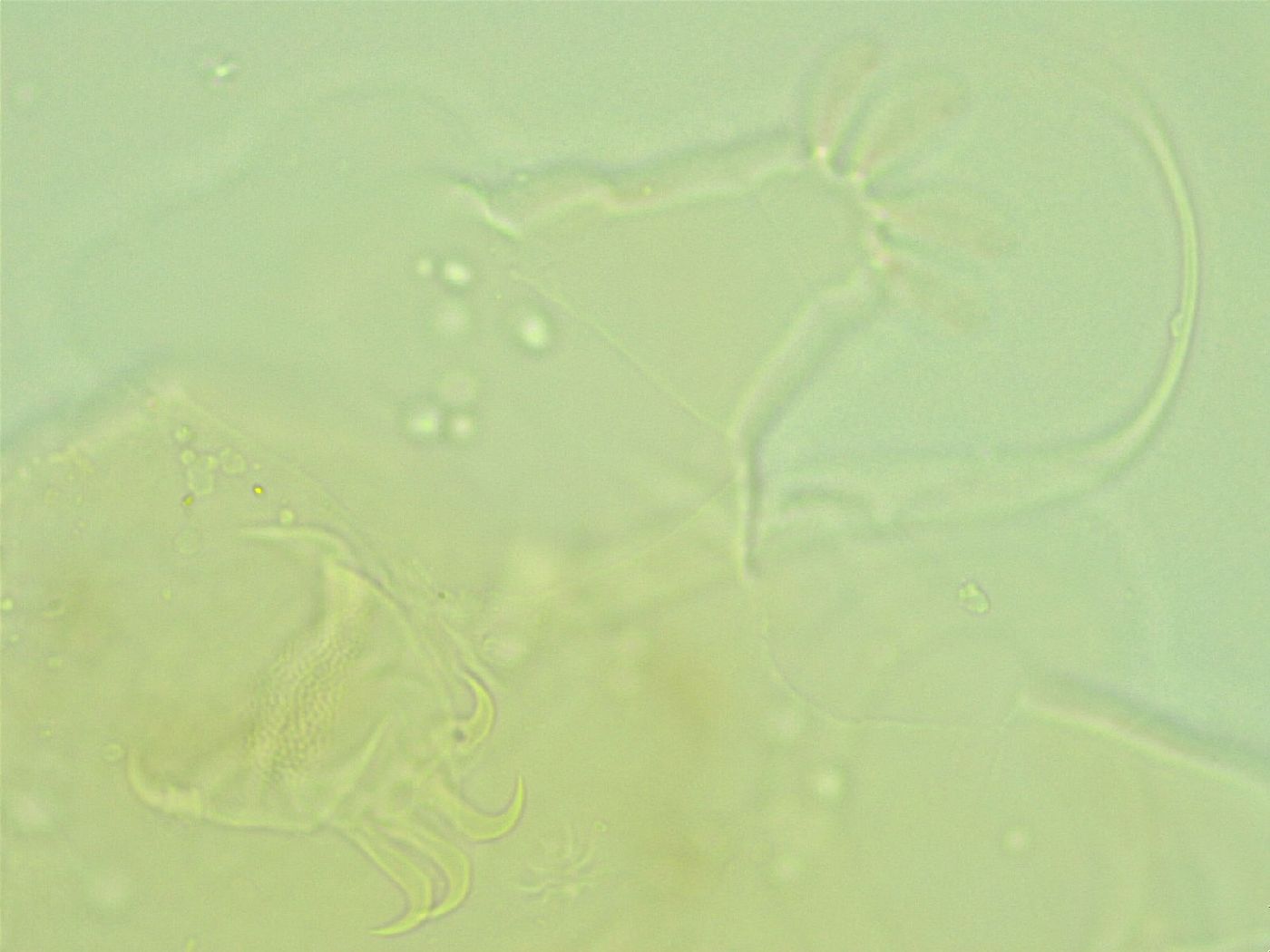 Antechiniscus perplexus image