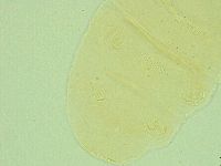Pseudechiniscus novaezeelandiae image
