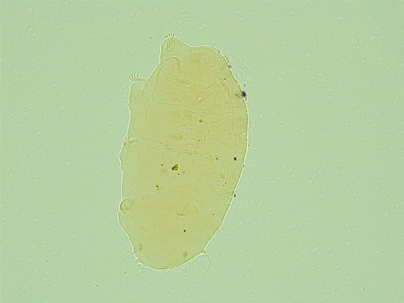 Pseudechiniscus novaezeelandiae image