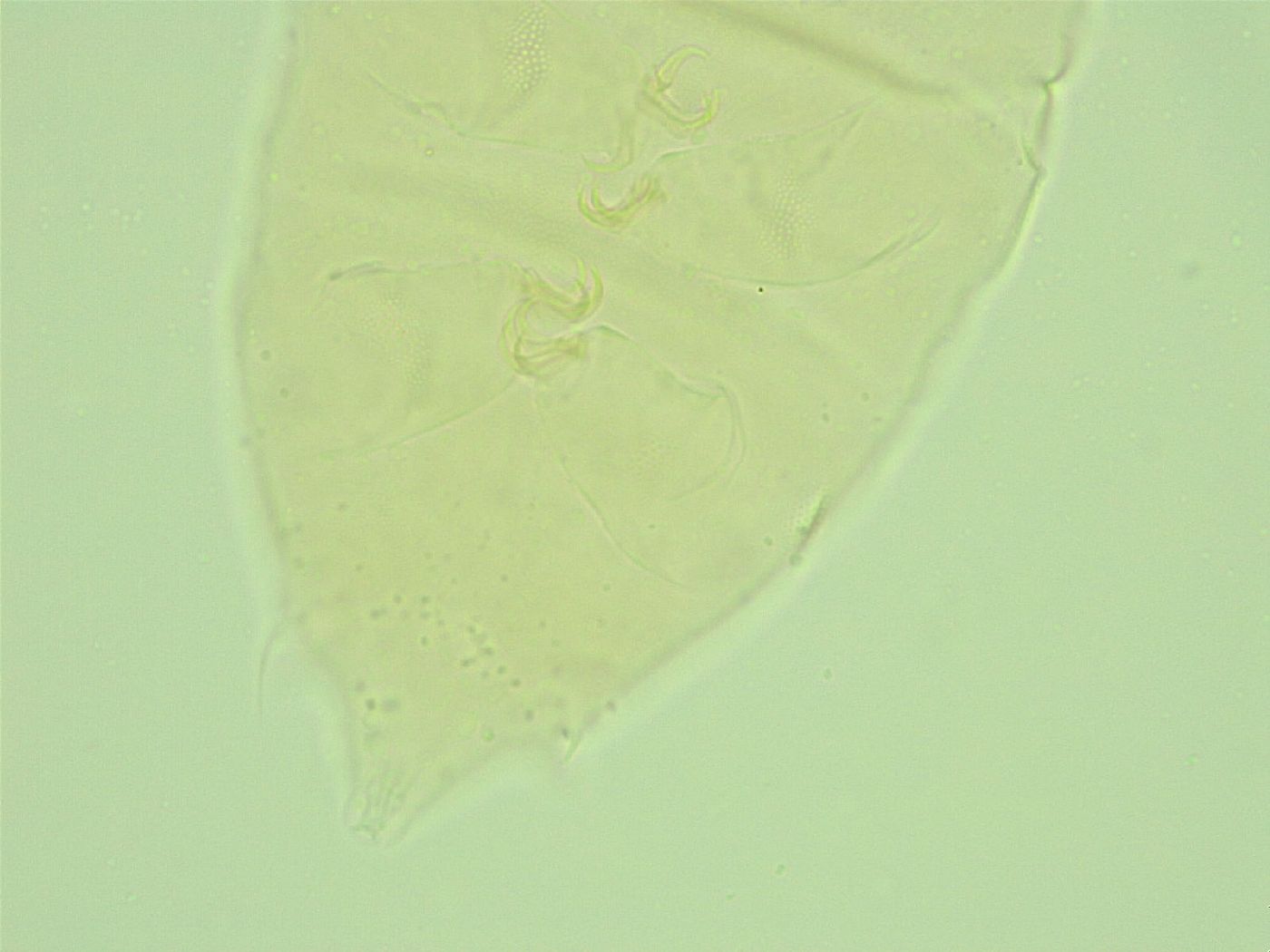 Pseudechiniscus novaezeelandiae image