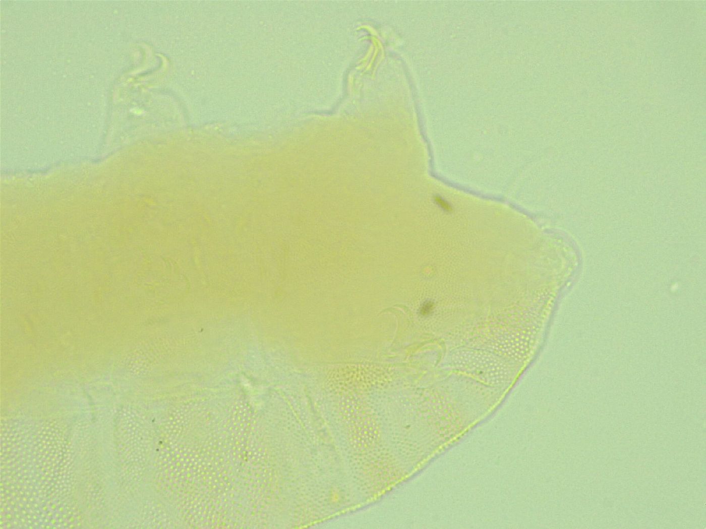 Pseudechiniscus suillus image