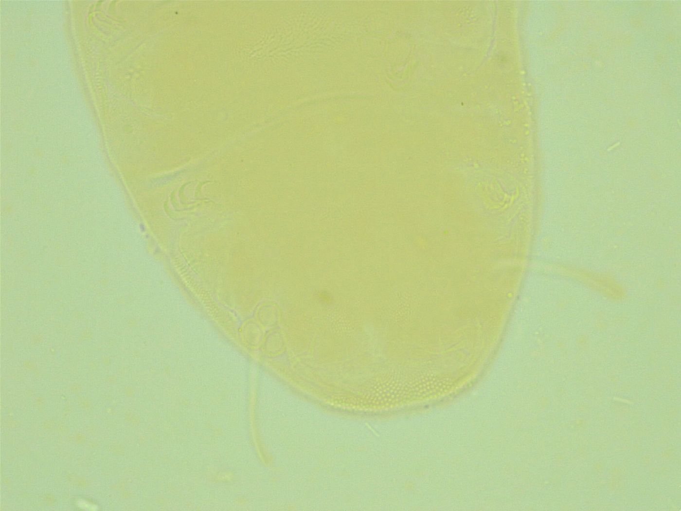 Pseudechiniscus suillus image