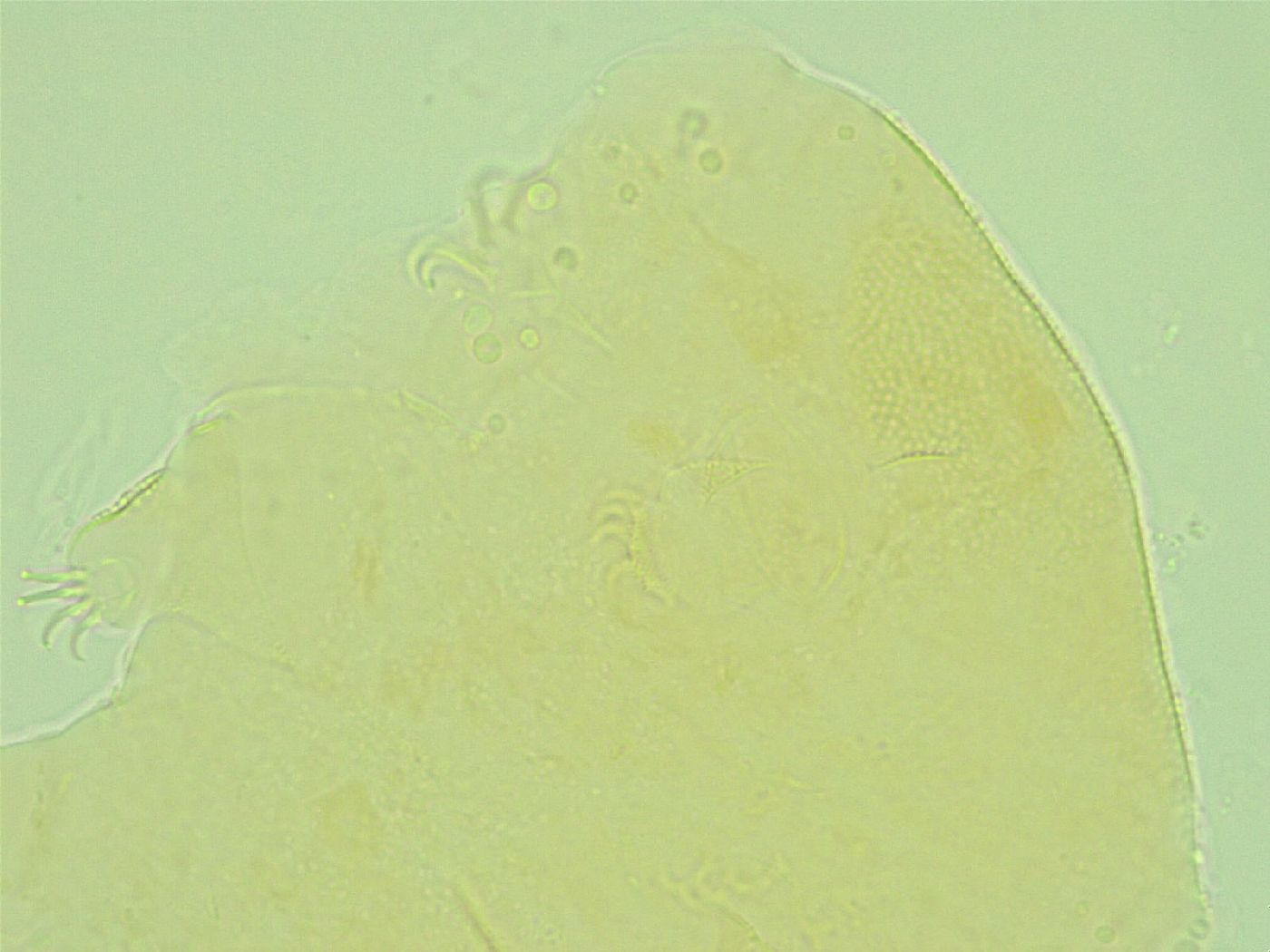 Pseudechiniscus ramazzottii image