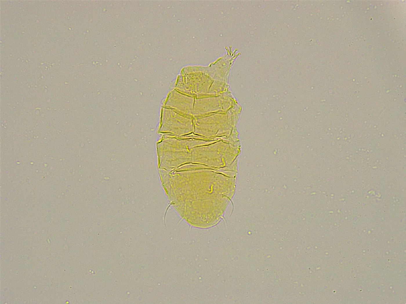 Pseudechiniscus ramazzottii facettalis image