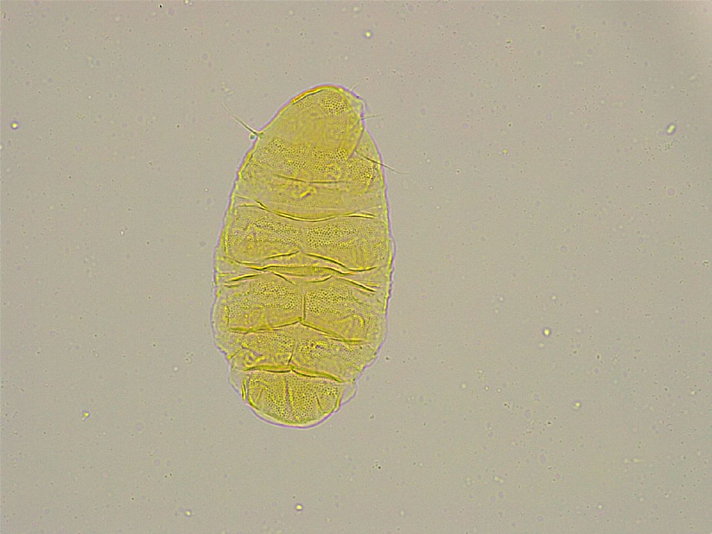 Pseudechiniscus ramazzottii image