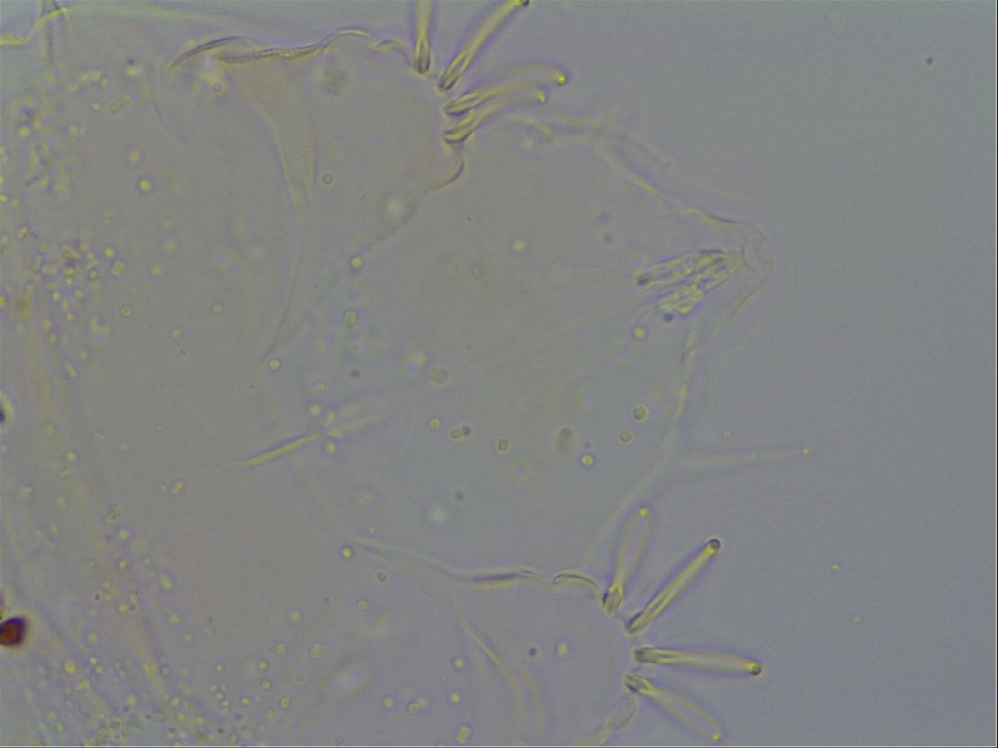 Acanthechiniscus victor image